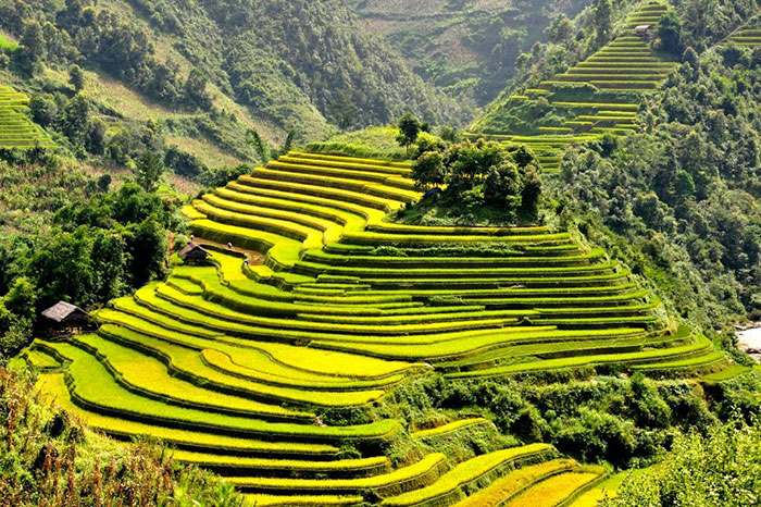 rizières terrasse vietnam Sapa